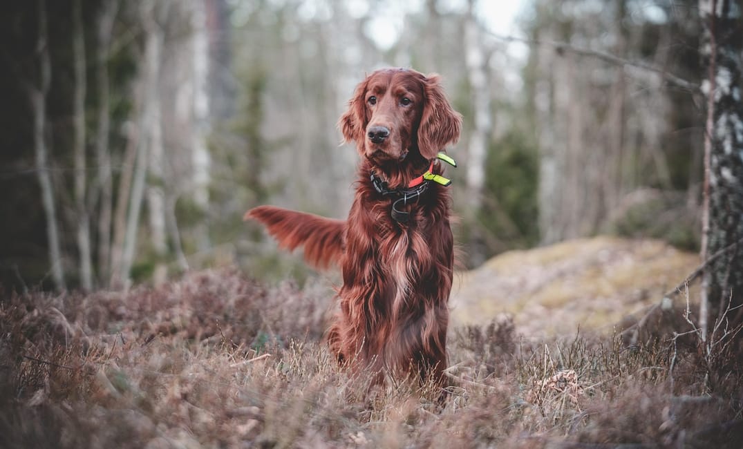 6 Gentle Ways to Exercise a Dog With Arthritis