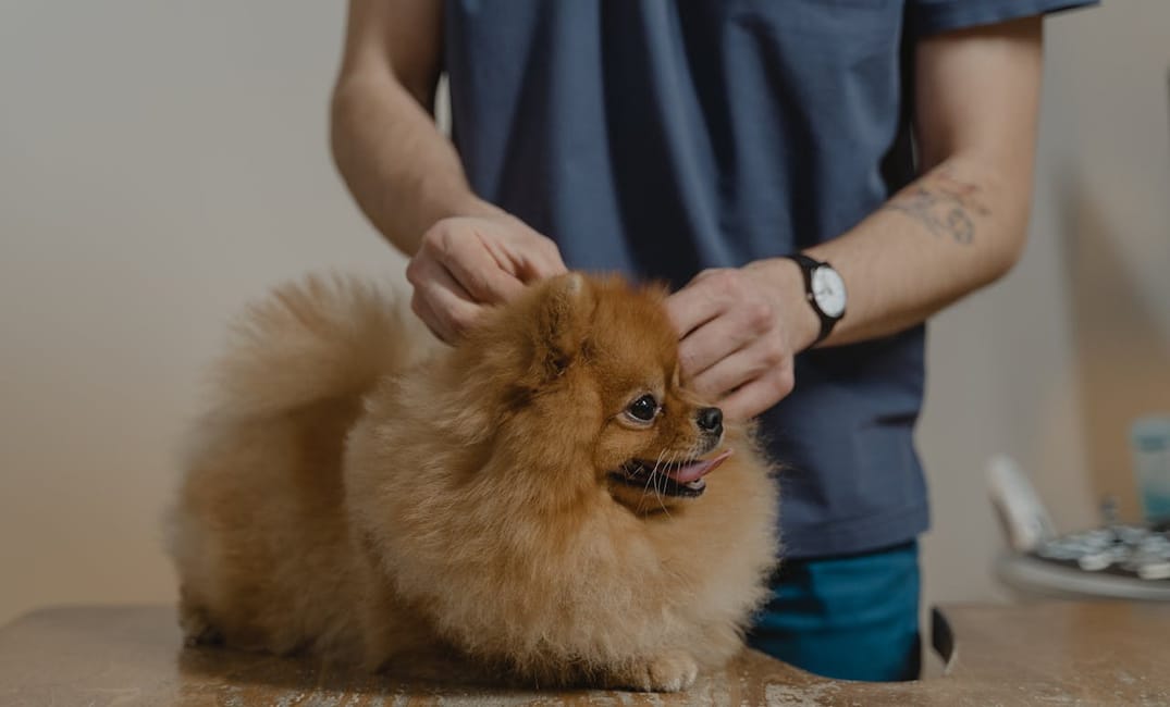 7 Myths About Aging Dogs That Could Be Harming Yours
