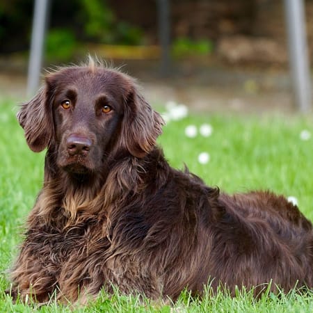 Image of: 7 Beautiful Moments Only Senior Dog Owners Will Understand