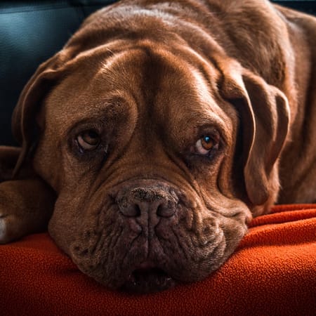 Image of: 7 Cozy Routines Senior Dogs Absolutely Love