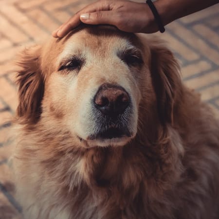 Image of: Yes, You Can Teach an Old Dog New Tricks! How to Keep Their Mind Sharp