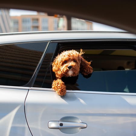 Image of: 7 Simple Ways to Make Car Rides Easier for Older Dogs