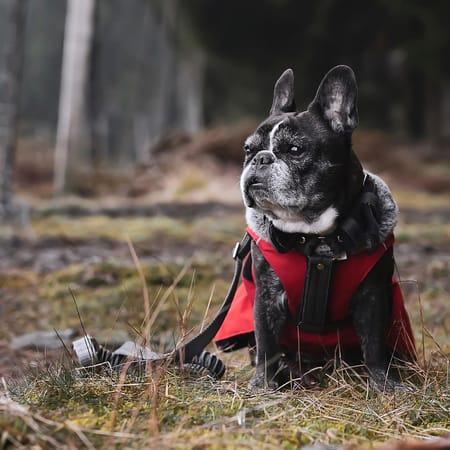 Image of: When Is a French Bulldog Considered a Senior Dog?