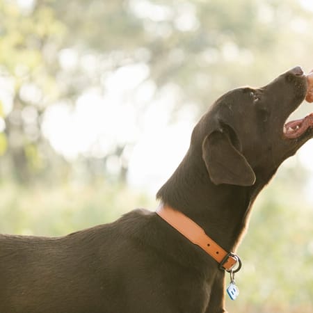 Image of: 5 Supplements That May Help Your Senior Dog Feel Years Younger