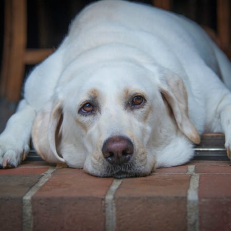Image of: 11 Signs It’s Time to Visit the Vet (Even if Your Senior Dog Looks Fine)