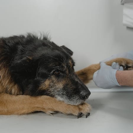 Image of: 9 Questions to Ask at Your Senior Dog’s Next Vet Visit