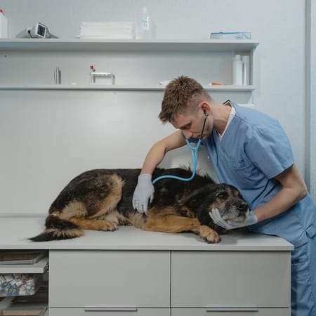 Image of: 9 Things Vets Wish Every Senior Dog Owner Knew