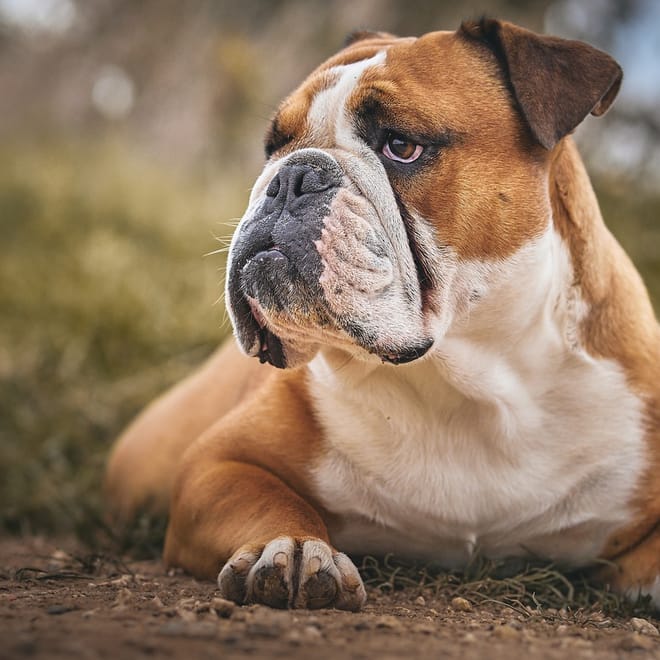 Image of: Senior Dog Health Checklist: What to Watch for After Age 7