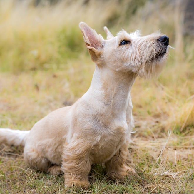 Image of: 9 Ways Senior Dogs Love You Deeper Than You Realize