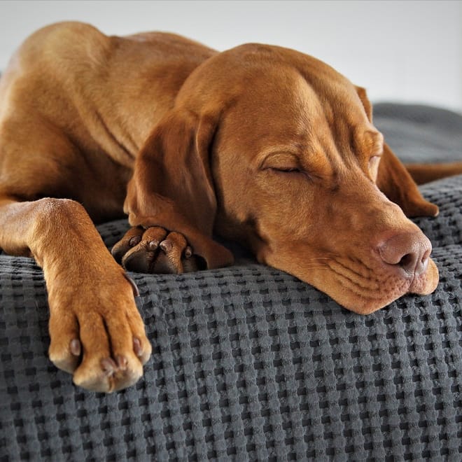 Image of: 7 Easy Upgrades That Will Instantly Improve Your Senior Dog’s Life