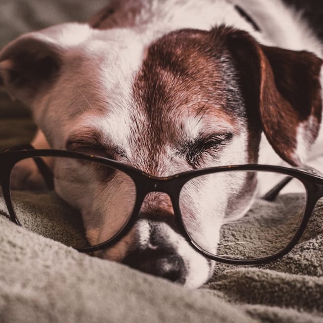 Image of: 6 Myths About Senior Dogs That Are Completely False