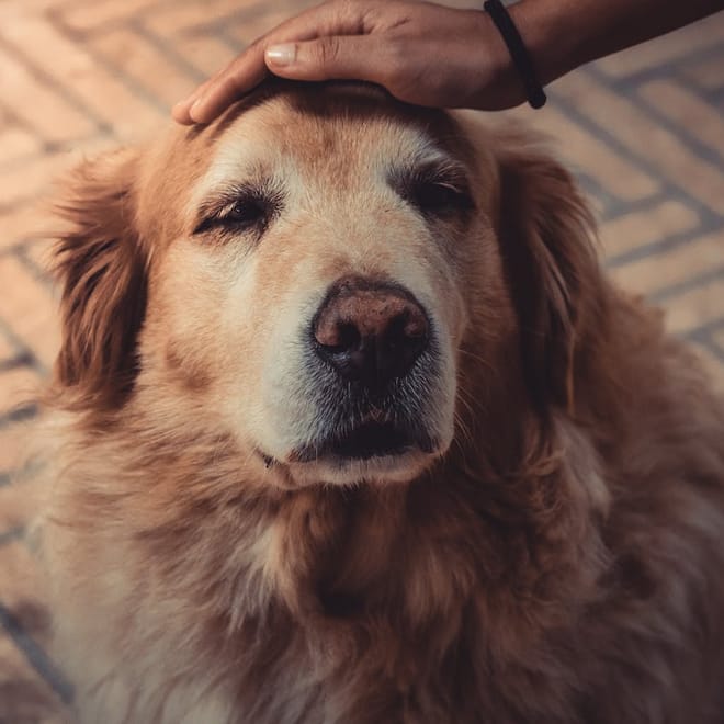 Image of: Yes, You Can Teach an Old Dog New Tricks! How to Keep Their Mind Sharp