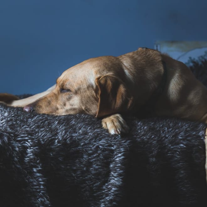 Image of: 13 Easy Home Adjustments for Senior Dog Safety
