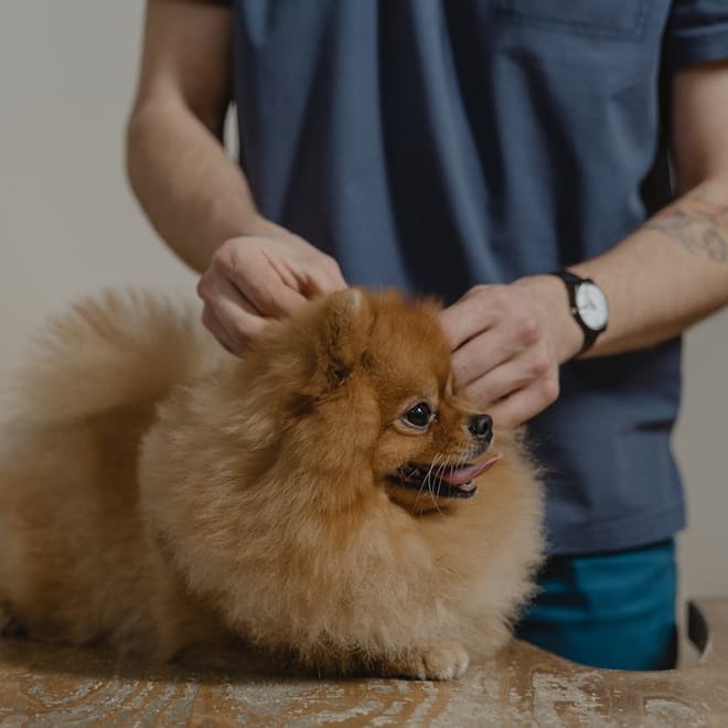Image of: 7 Myths About Aging Dogs That Could Be Harming Yours