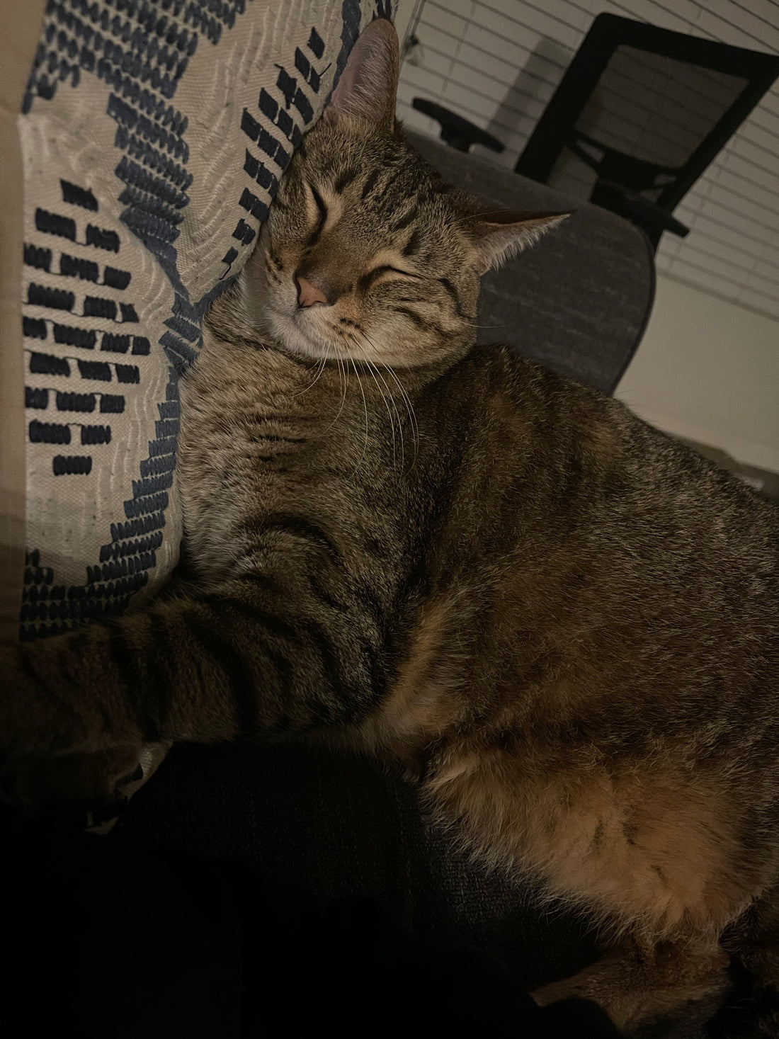 Does Giving Your Cat Cannanine Premium Hemp Oil Stop "MEOWLING"?