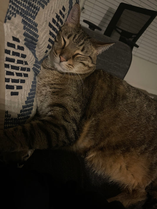 Does Giving Your Cat Cannanine Premium Hemp Oil Stop "MEOWLING"?