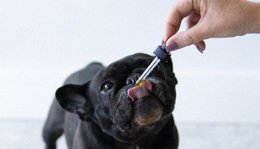 4 Reasons Senior Dog Owners Love Hemp Oil