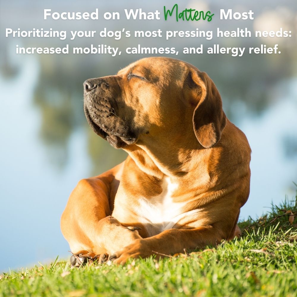 Hemp Mushroom Chews For Dogs - Mobility, Calming, Allergy & Immune Support – Super Mushroom Blend with Turkey Tail, Lion’s Main, Shiitake & Green Lipped Mussels - 60ct / 600MG HEMP