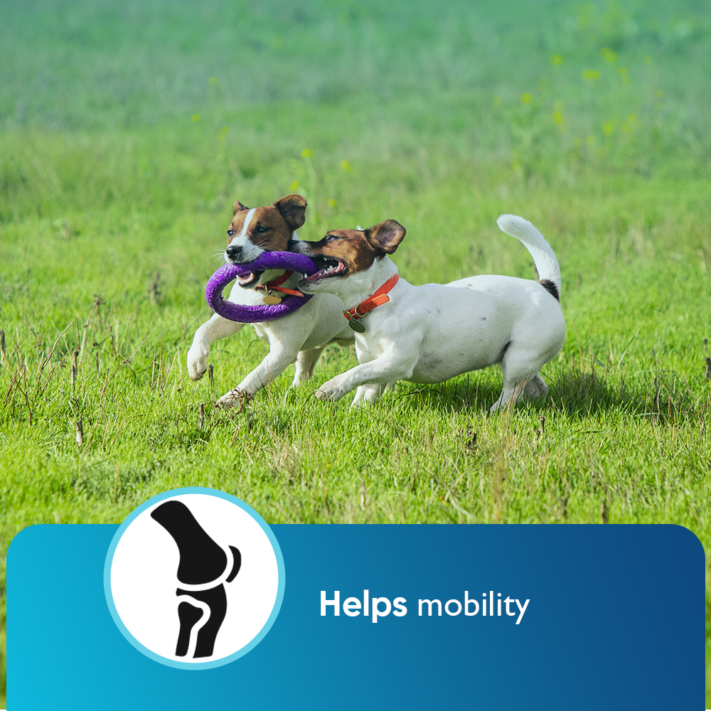 BUY 2 AND SAVE Cannanine Bacon Flavor Soft Chews With Hemp For Dogs - 300 mg. 60 ct.