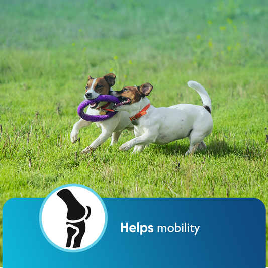 BUY 2 AND SAVE Cannanine Bacon Flavor Soft Chews With Hemp For Dogs - 300 mg. 60 ct.
