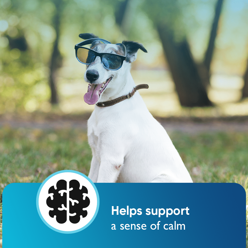 Set of 3 Bacon Flavored Hemp Calming Soft Chews and 3 Allergy & Itch Relief for Dogs with Salmon Oil, Quercetin, Colostrum, Antioxidants and Probiotics