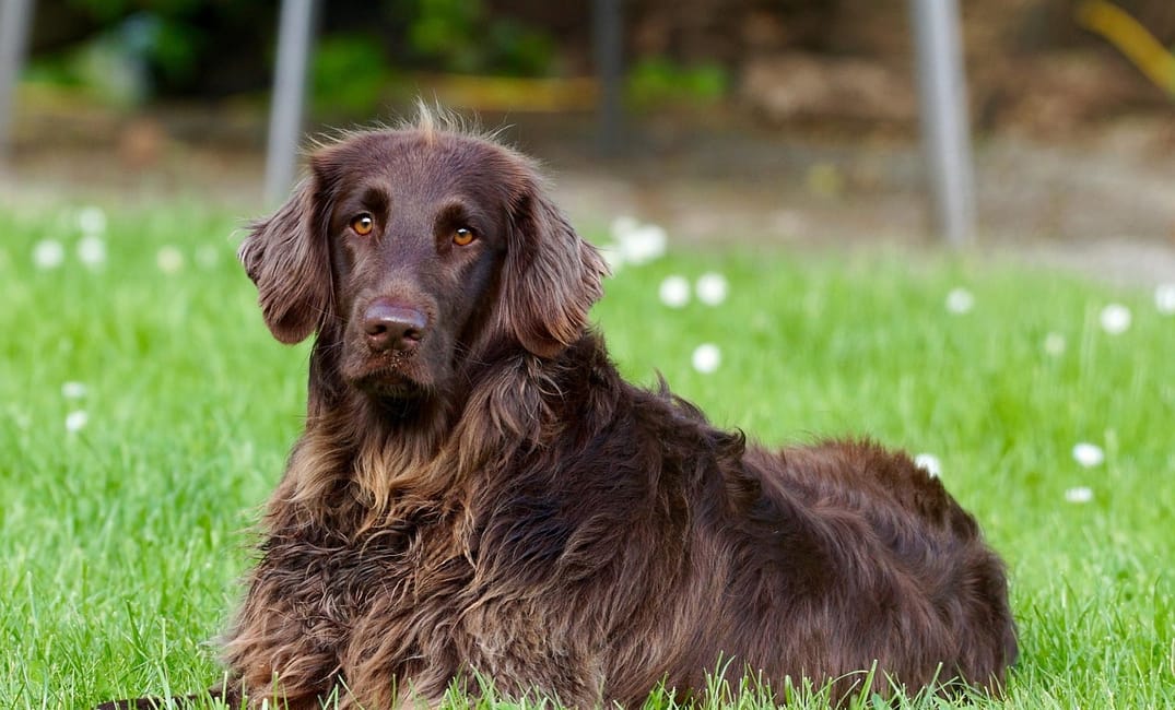 7 Beautiful Moments Only Senior Dog Owners Will Understand
