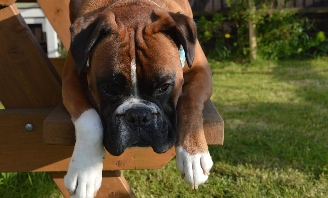 When Is a Boxer Considered a Senior Dog?
