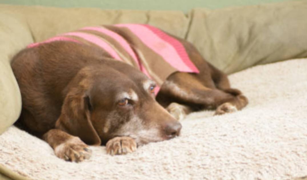 Heat Therapy for Senior Dogs: Sauna Blankets, Infrared Pads & Improved Mobility Explained
