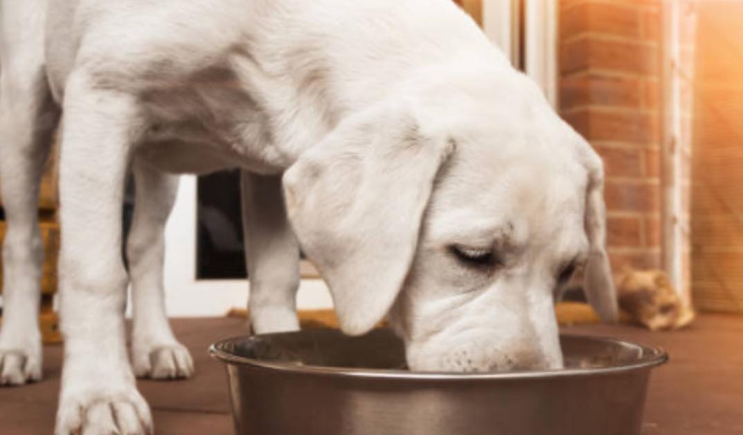 The Anti-Cancer Dog Bowl: Best Foods, Herbs, and Compounds That Reduce Tumor Risk