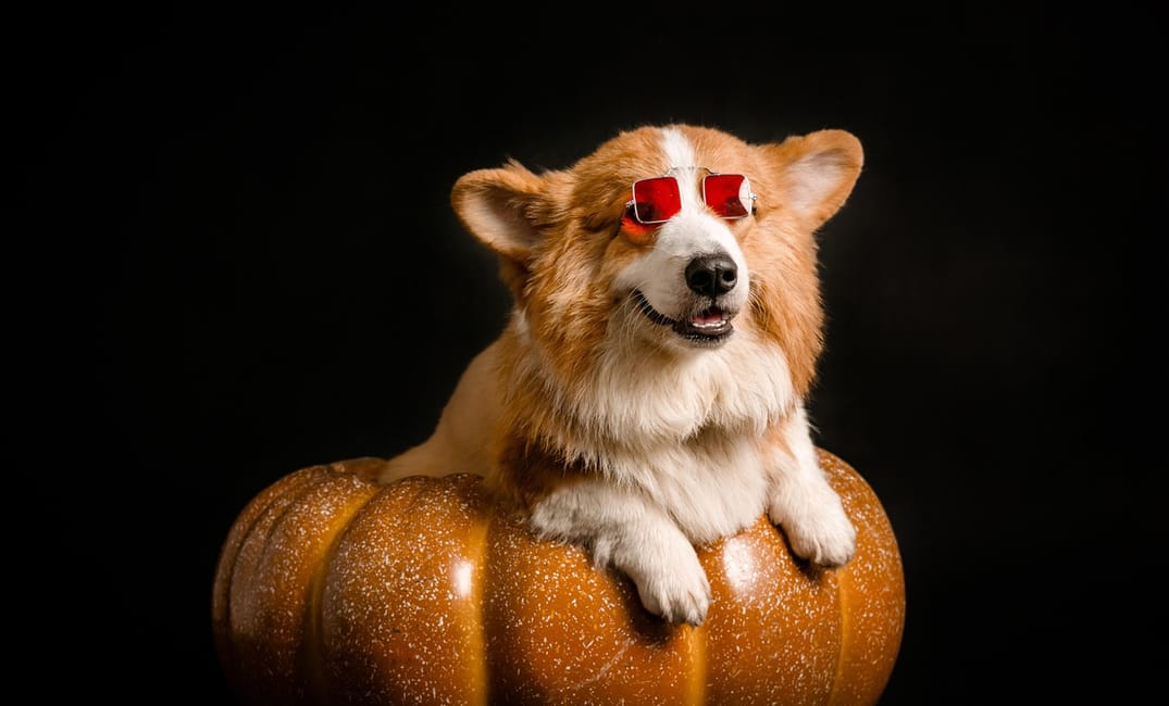 8 Holiday Ideas Tailored for Your Senior Dog