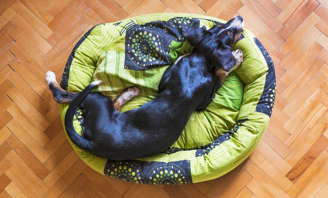 10 Simple Touches to Make Your Home Senior Dog Friendly