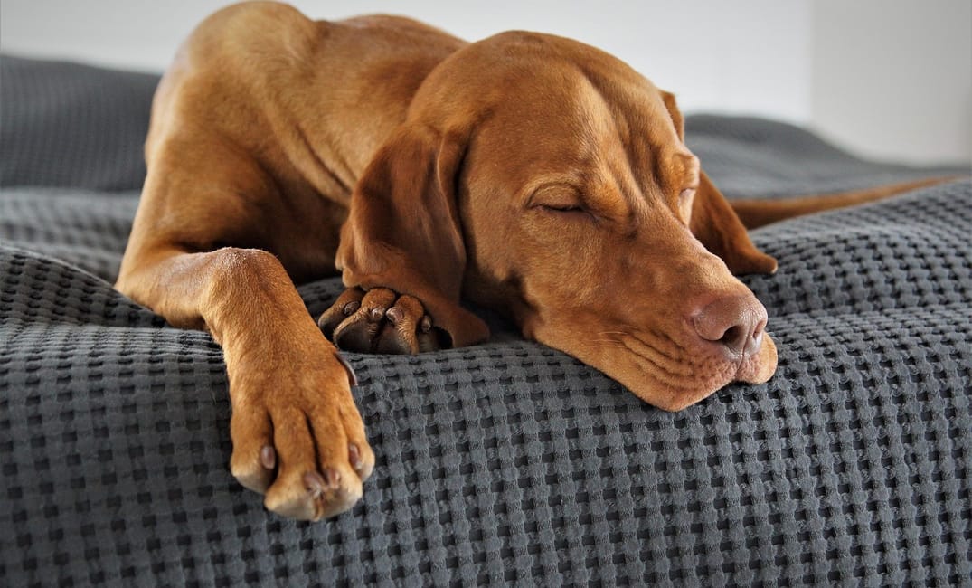 8 Bedtime Routines Senior Dogs Sleep Better With
