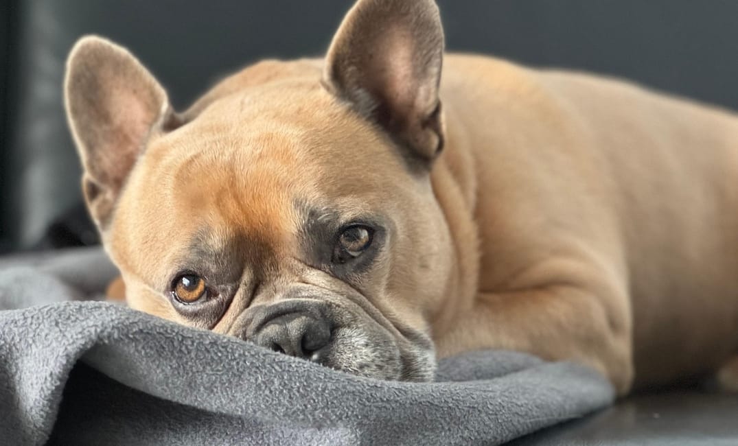 5 Mobility Aids That Can Transform Your Senior Dog’s Life