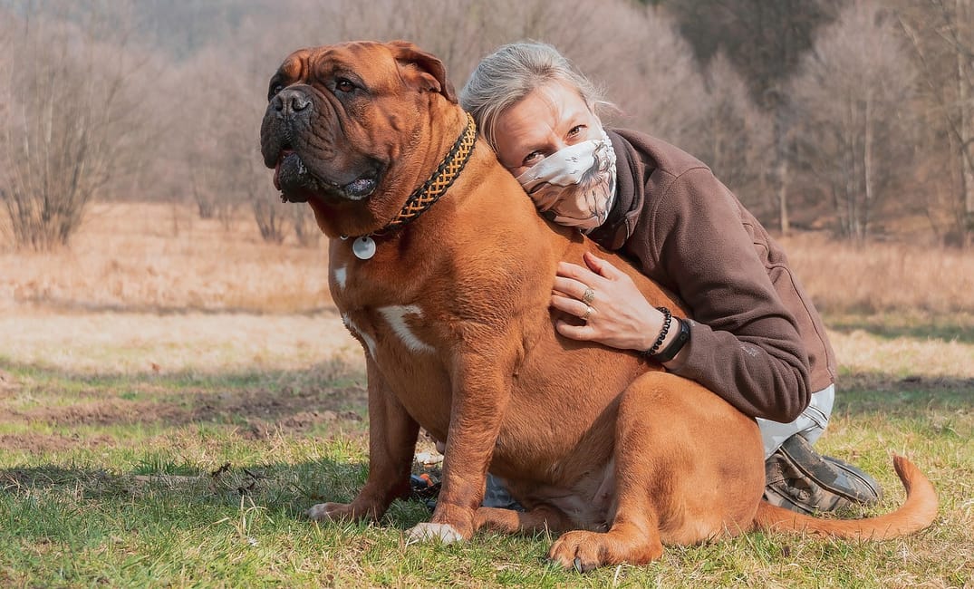 7 Ways Senior Dogs Strengthen Family Bonds