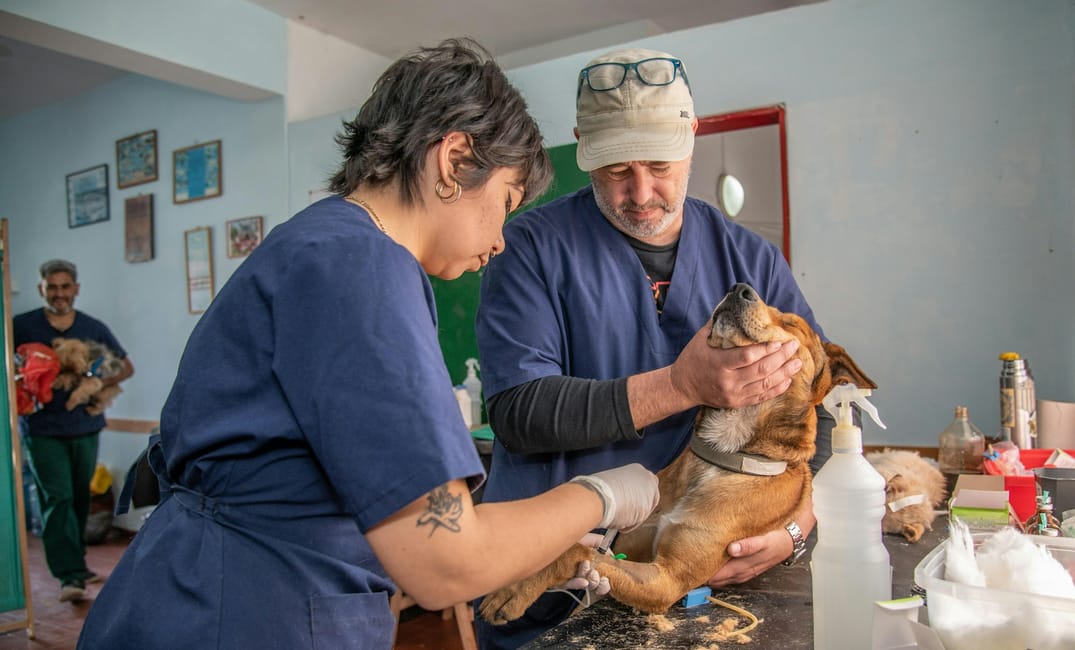 Senolytics for Senior Dogs: Can Targeting Zombie Cells Extend a Dog’s Life?