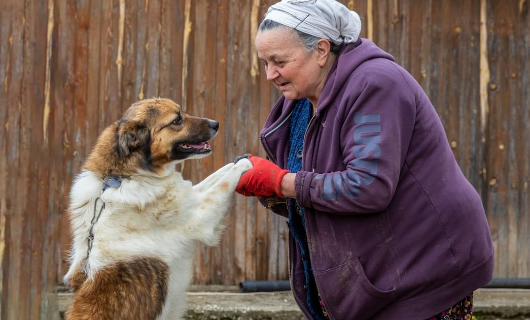 5 Reasons Your Next Dog Should Be a Senior