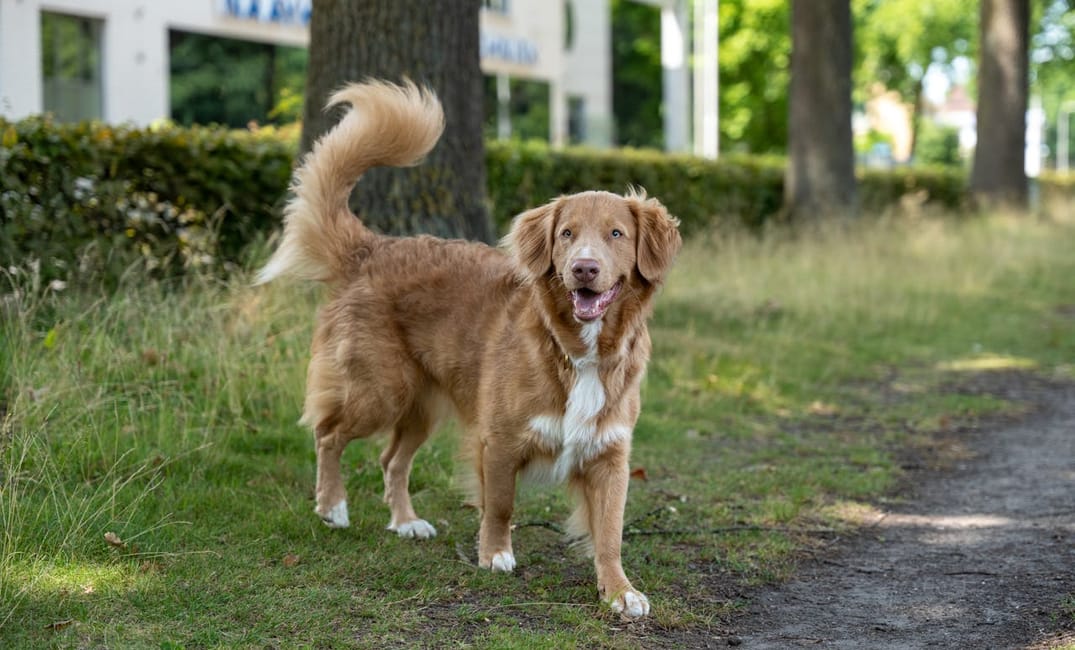 9 Senior Dog Behaviors That Actually Mean They’re Happy