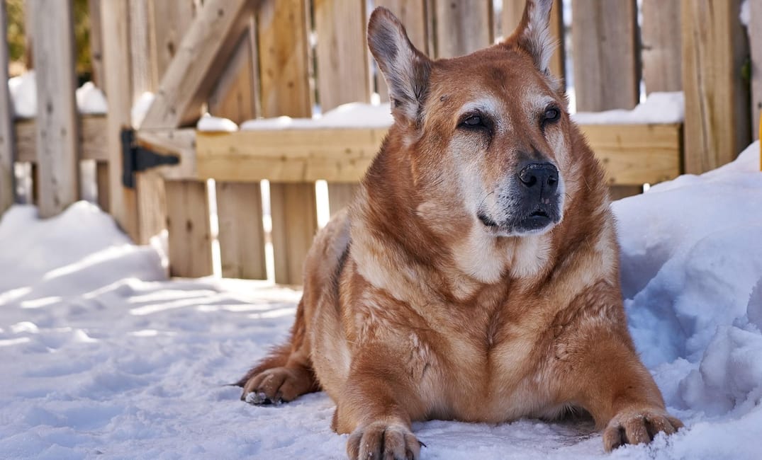 Autophagy Activation in Aging Dogs: Spermidine, Fasting & Novel Supplements