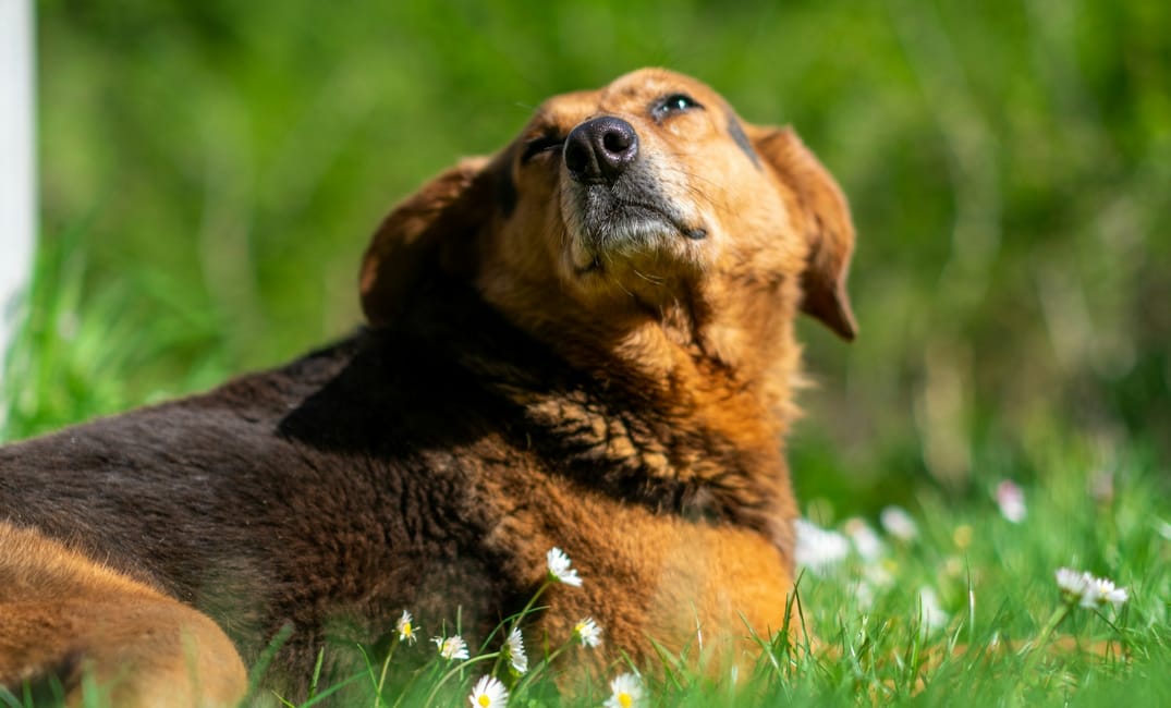 The Future of Senior Dog Arthritis: IL-1 Inhibitors & Monoclonal Antibodies Explained