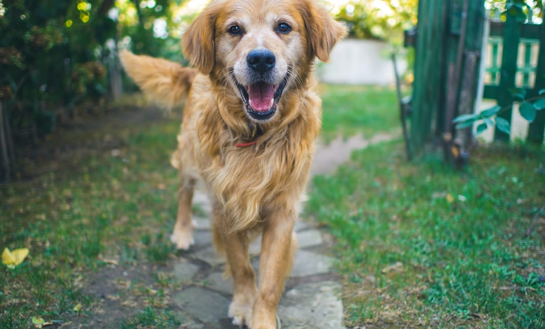 The Next-Gen Senior Dog Multivitamin: What Should Actually Be in It?