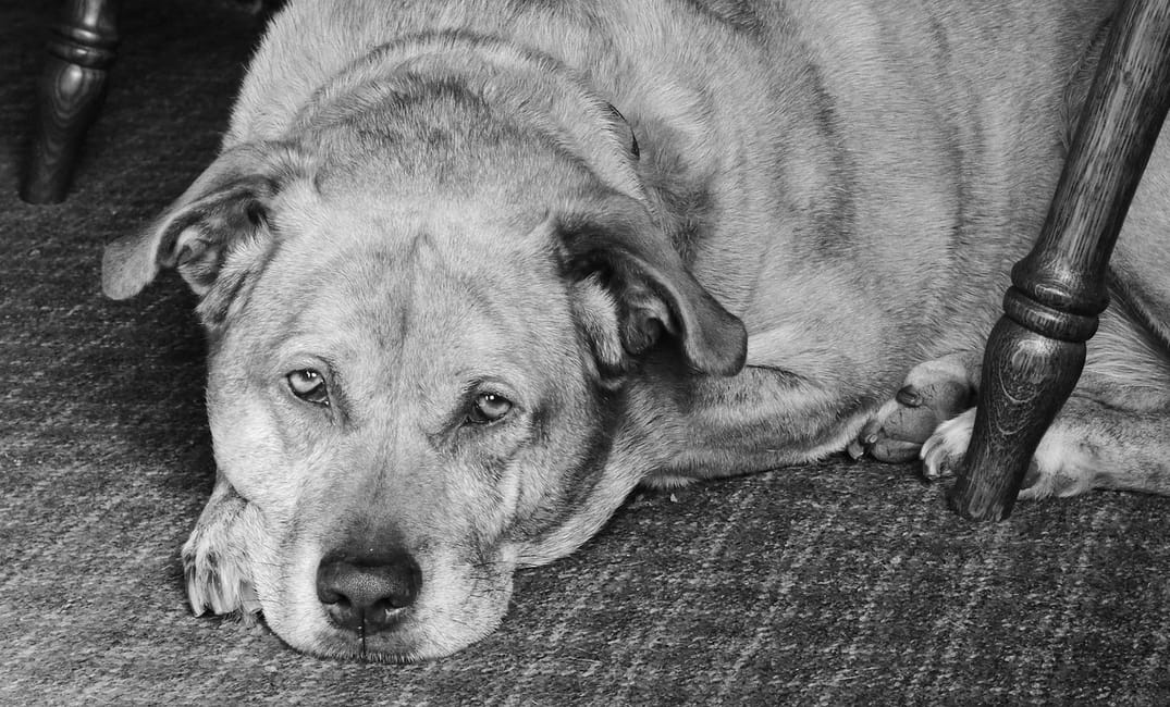 Night Pacing + Restlessness: sleep protocol for older dogs