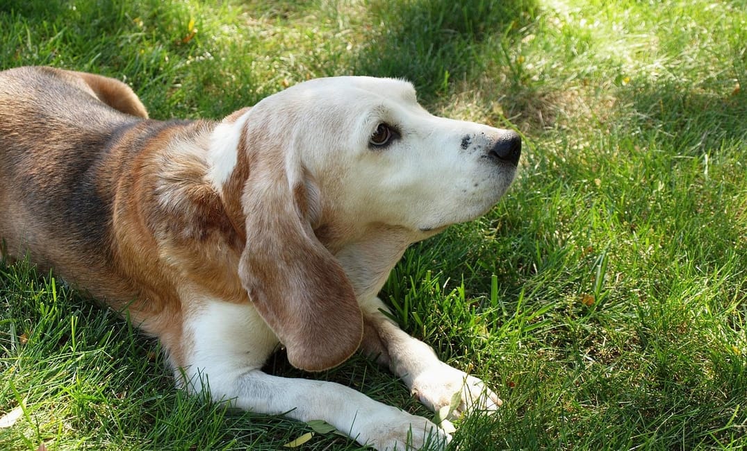 The New Senior Joint Protocol: Nerve Growth Factors, BMP-7 & Cartilage Regeneration