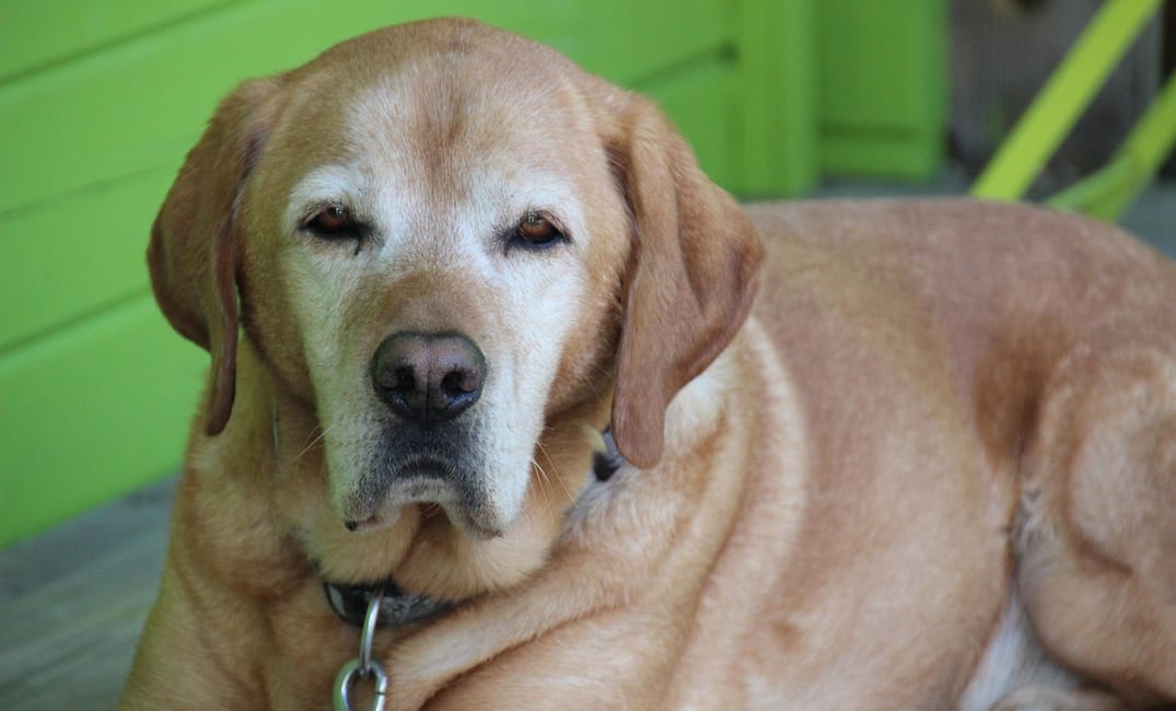 Can GeroScience Predict How Long Your Dog Will Live? Longevity Biomarkers Explained