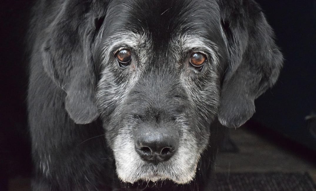 “My Senior Dog Keeps Getting Stuck in Corners”: what it could mean and what to do