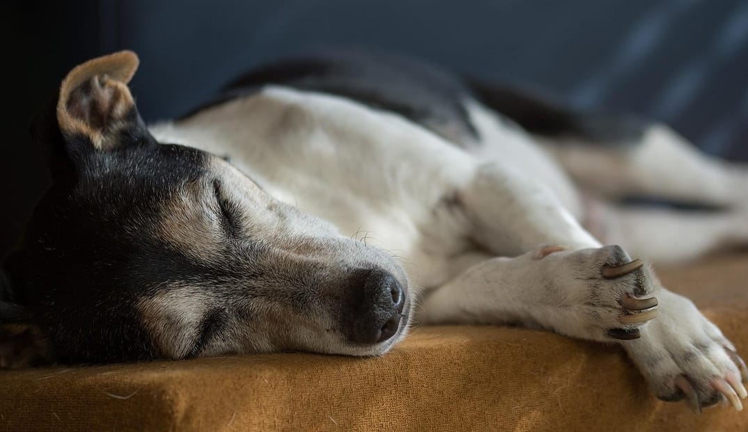 “My Senior Dog Is Leaking Urine While Sleeping”: what it could mean and what to do