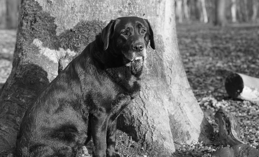 “My Senior Dog Is Peeing in the House Again”: what it could mean and what to do