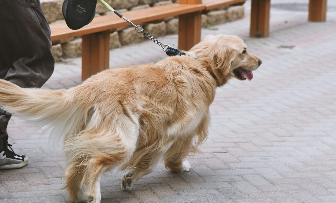 “My Senior Dog Is Limping On and Off”: what it could mean and what to do