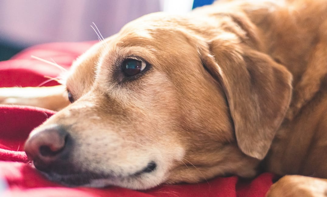 “My Senior Dog Is Restless at Night”: what it could mean and what to do