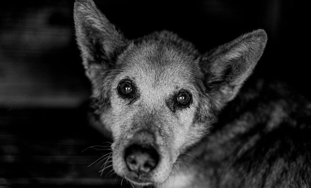 Ketamine Micro-Dosing for Senior Dogs with Chronic Pain & Depression-Like Symptoms