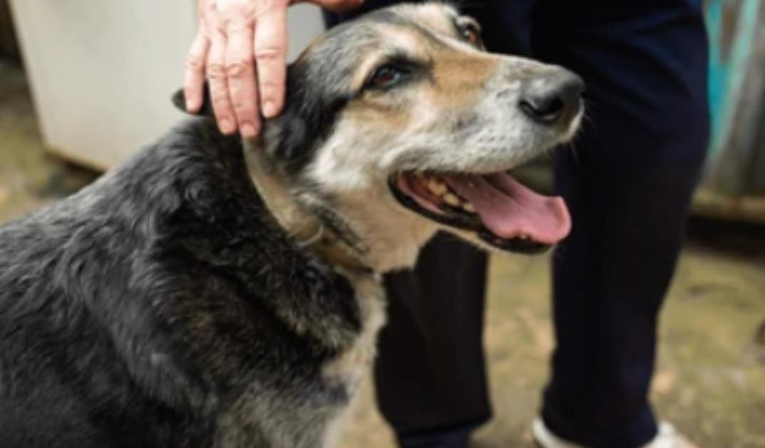 “My Senior Dog Won’t Stop Licking the Air”: what it could mean and what to do